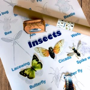 A1 Activity Poster – AFR or ENG